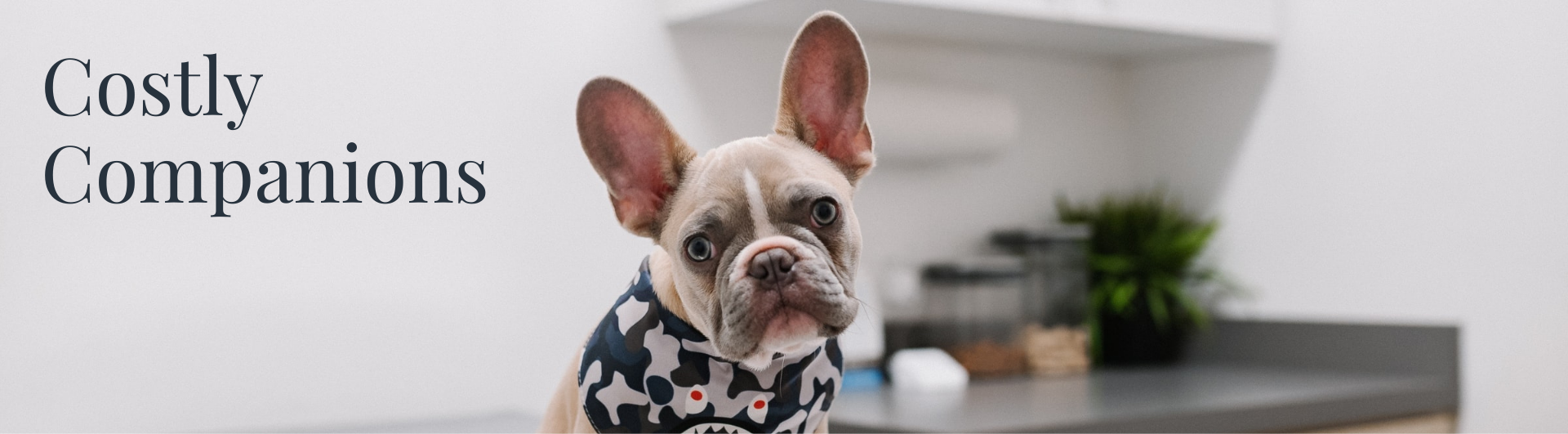 A picture of a gray french bulldog sitting on an exam table in a veterinarian's office. He is wearing a blue and gray bandana around his neck. The text to the left of the dog says 'costly companions'.